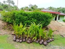 Diduga Fiktif Pendistribusian Bibit Kelapa Dan Pupuk Di Wilayah Kabupaten Nias Utara.