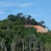Pentingnya Perlindungan Hutan Lindung dalam Menjaga Ekosistem