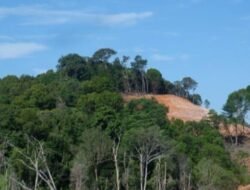 Pentingnya Perlindungan Hutan Lindung dalam Menjaga Ekosistem