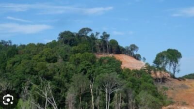 Pentingnya Perlindungan Hutan Lindung dalam Menjaga Ekosistem
