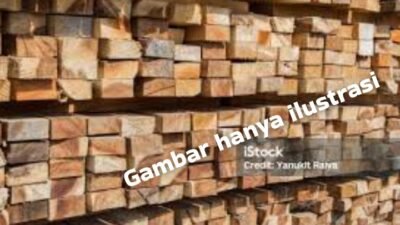 Sawmill Ilegal Marak di Bengkalis, DPD LIBAS Desak Penegak Hukum Bertindak Tegas