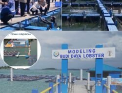 Wapres RI Gibran Rakabuming Raka Hadiri Panen Perdana pada Modeling Budi Daya Lobster di Batam