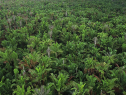 Masuk Peta Kawasan, Legalitas Kebun Sagu Masyarakat Butuh Kepastian Regulasi