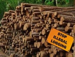 Laporan Warga Ungkap Dugaan Ilegal Logging 30 Ton di Sungai Dedap, Kapolres Meranti Didesak Bertindak Cepat