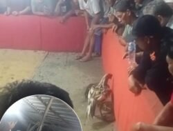 Perjudian Dadu dan Sabung Ayam di Wilayah Polsek Sagulung jadi Sorotan Publik