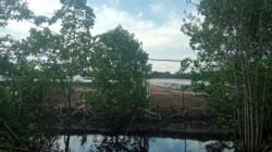 Diduga Buang Limbah ke Sungai, Kolam Udang di Sungai Batang Ancam Mata Pencaharian Nelayan