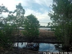 Diduga Buang Limbah ke Sungai, Kolam Udang di Sungai Batang Ancam Mata Pencaharian Nelayan