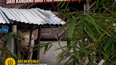 Ketua BPD Desa Beting Disorot, Dugaan Pelanggaran Lingkungan dari Kandang Babi Picu Keluhan Warga Pihak Berwenang Diminta Bertindak