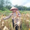 Polsek Bengkalis Aktif Dampingi Petani Jagung Pipil, Dukung Swasembada Pangan Nasional