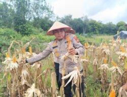 Polsek Bengkalis Aktif Dampingi Petani Jagung Pipil, Dukung Swasembada Pangan Nasional