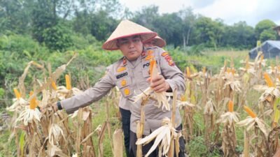 Polsek Bengkalis Aktif Dampingi Petani Jagung Pipil, Dukung Swasembada Pangan Nasional