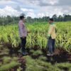 PASCA-BANJIR, BHABINKAMTIBMAS POLSEK BENGKALIS KAWAL PEMULIHAN TANAMAN JAGUNG PIPIL DI DESA KETAM PUTIH*