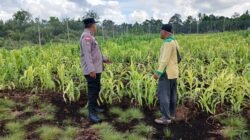 PASCA-BANJIR, BHABINKAMTIBMAS POLSEK BENGKALIS KAWAL PEMULIHAN TANAMAN JAGUNG PIPIL DI DESA KETAM PUTIH*