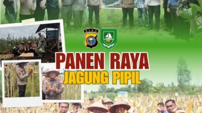PANEN RAYA JAGUNG PIPIL DESA SENGGORO, POLRI HADIR SEBAGAI PEMRAKARSA KEMANDIRINAN EKONOMI LOKAL*