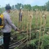 POLSEK BENGKALIS TURUN LANGSUNG SEMPROT HAMA, AMANKAN PANEN SUSULAN DI DESA SENGGORO KECAMATAN BENGKALIS.