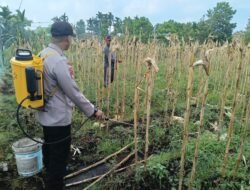 POLSEK BENGKALIS TURUN LANGSUNG SEMPROT HAMA, AMANKAN PANEN SUSULAN DI DESA SENGGORO KECAMATAN BENGKALIS.
