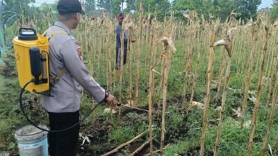 POLSEK BENGKALIS TURUN LANGSUNG SEMPROT HAMA, AMANKAN PANEN SUSULAN DI DESA SENGGORO KECAMATAN BENGKALIS.