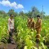 Sukseskan Ketahanan Pangan, Polsek Bengkalis Cek Sumber Air Siapkan Lahan Jagung Pipil di Kuala Alam*
