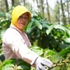 Kopi Lestari Perhutani: Perkuat Bisnis, Berdayakan Puluhan Ribu Petani