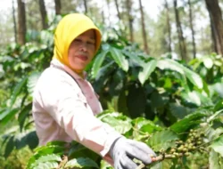 Kopi Lestari Perhutani: Perkuat Bisnis, Berdayakan Puluhan Ribu Petani