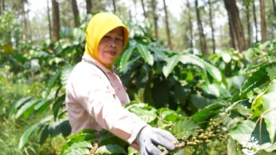 Kopi Lestari Perhutani: Perkuat Bisnis, Berdayakan Puluhan Ribu Petani