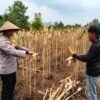 POLISI CINTA PETANI: PERSONIL POLSEK BENGKALIS TURUN KE PERKEBUNAN MERAWAT HINGGA PANEN TANAMAN JAGUNG PIPIL BUMDES DARA SEMBILAN*