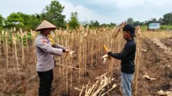 POLISI CINTA PETANI: PERSONIL POLSEK BENGKALIS TURUN KE PERKEBUNAN MERAWAT HINGGA PANEN TANAMAN JAGUNG PIPIL BUMDES DARA SEMBILAN*