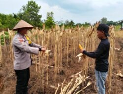 POLISI CINTA PETANI: PERSONIL POLSEK BENGKALIS TURUN KE PERKEBUNAN MERAWAT HINGGA PANEN TANAMAN JAGUNG PIPIL BUMDES DARA SEMBILAN*