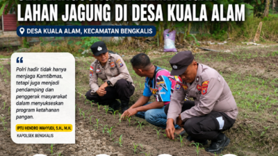 Dukung Ketahanan Pangan, Bhabinkamtibmas Polsek Bengkalis Cek Langsung Perkembangan Lahan Jagung di Desa Kuala Alam