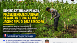 Polsek Bengkalis Lakukan Perawatan Berkala Lahan Jagung Pipil di Desa Senggoro untuk Dukung Ketahanan Pangan