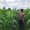 POLSEK TEBING TINGGI BARAT MONITORING DAN PEMBINAAN TANAMAN JAGUNG MILIK KELOMPOK TANI TUNAS HARAPAN MAJU DESA GOGOK DARUSSALAM