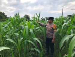POLSEK TEBING TINGGI BARAT MONITORING DAN PEMBINAAN TANAMAN JAGUNG MILIK KELOMPOK TANI TUNAS HARAPAN MAJU DESA GOGOK DARUSSALAM