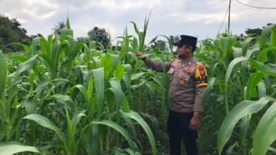 POLSEK TEBING TINGGI BARAT MONITORING DAN PEMBINAAN TANAMAN JAGUNG MILIK KELOMPOK TANI TUNAS HARAPAN MAJU DESA GOGOK DARUSSALAM