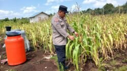 Polsek Bengkalis Intensif Rawat Jagung Pipil Dukung Swasembada Pangan dan Program Asta Cita Presiden RI*
