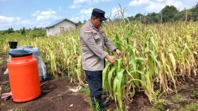 Polsek Bengkalis Intensif Rawat Jagung Pipil Dukung Swasembada Pangan dan Program Asta Cita Presiden RI*