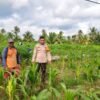 POLSEK TEBING TINGGI BARAT LAKUKAN PEMBINAAN PETANI DESA PADANG KAMAL.