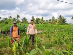 POLSEK TEBING TINGGI BARAT LAKUKAN PEMBINAAN PETANI DESA PADANG KAMAL.