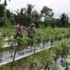 Polsek Tebing Tinggi Barat Perkuat Ketahanan Pangan Melalui Pembinaan Petani Cabai di Desa Gogok Darussalam