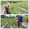 Dukung Swasembada Pangan Nasional, Polsek Merbau Panen Cabai Bersama Warga di Bagan Melibur