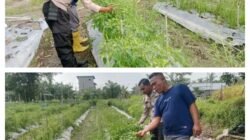 Dukung Swasembada Pangan Nasional, Polsek Merbau Panen Cabai Bersama Warga di Bagan Melibur