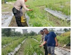 Dukung Swasembada Pangan Nasional, Polsek Merbau Panen Cabai Bersama Warga di Bagan Melibur