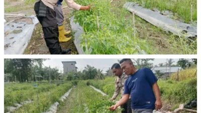 Dukung Swasembada Pangan Nasional, Polsek Merbau Panen Cabai Bersama Warga di Bagan Melibur