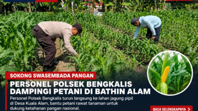 Sokong Swasembada Pangan, Personel Polsek Bengkalis Turun Dampingi Petani Jagung di Bathin Alam