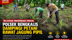 Wujudkan Swasembada Pangan, Polsek Bengkalis Dampingi Petani Rawat Jagung Pipil di Desa Kuala Alam