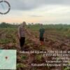 Polsek Tebing Tinggi Barat Lakukan Pembinaan Petani Jagung Manis Dukung Ketahanan Pangan