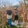 Dukung Ketahanan Pangan, Polsek Tebing Tinggi Barat dan Poktan Mantiasa Maju Gelar Panen Raya Jagung Pipil