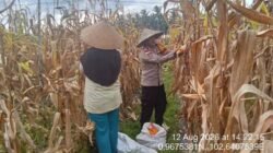 Dukung Ketahanan Pangan, Polsek Tebing Tinggi Barat dan Poktan Mantiasa Maju Gelar Panen Raya Jagung Pipil