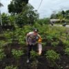 Dukung Ketahanan Pangan, Polsek Tebing Tinggi Barat Sulap Lahan Jadi Kebun Cabai Produktif