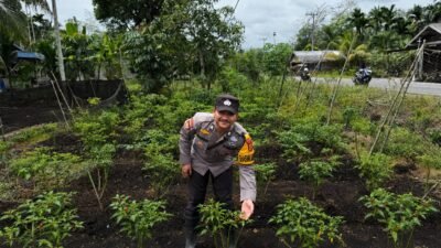 Dukung Ketahanan Pangan, Polsek Tebing Tinggi Barat Sulap Lahan Jadi Kebun Cabai Produktif