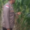 Dukung Ketahanan Pangan Nasional, Polsek Tebing Tinggi Barat Turun Langsung Bina Petani Jagung Manis